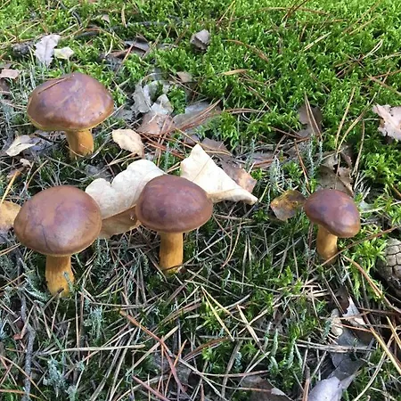 Dom 4 Z Basenem Blisko Warszawy Casa de Férias